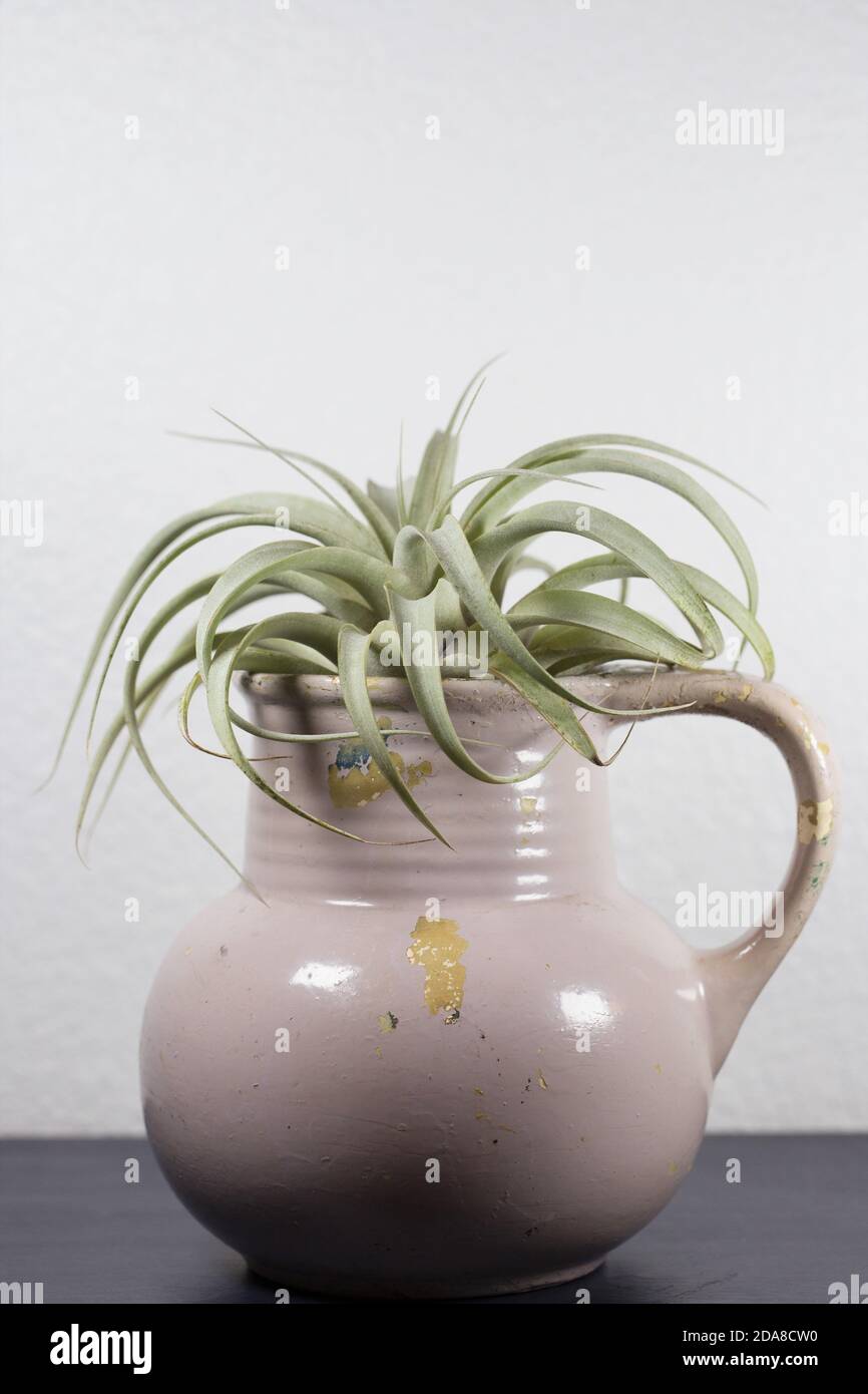 Una tillandsia (pianta dell'aria) esposta in una caraffa di ceramica. Foto Stock