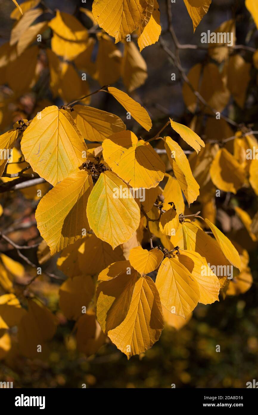 Primo piano di foglie di Hamamelis intermedia 'Westerstede' in autunno. Foto Stock