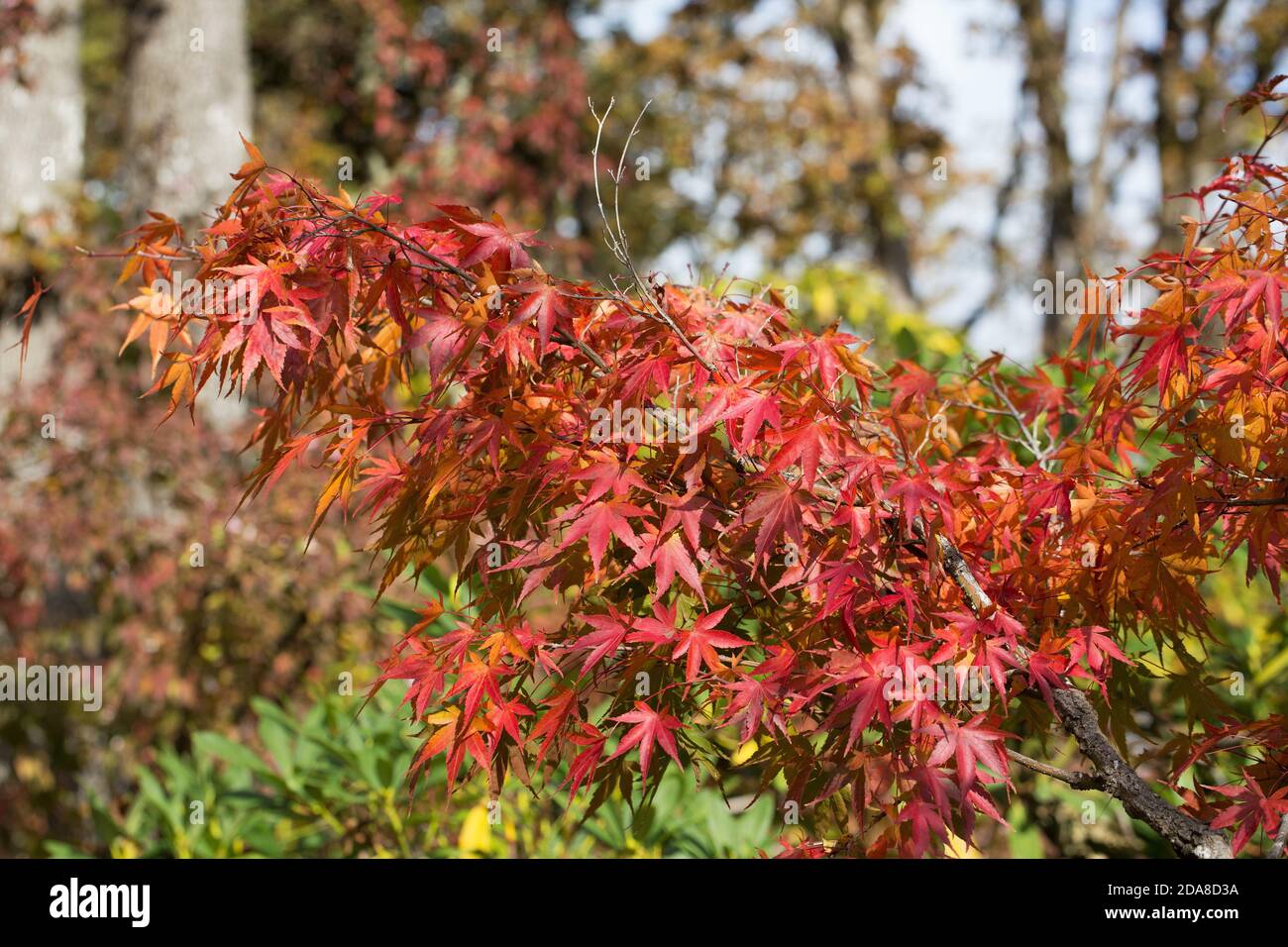 Primo piano di acer palmatum "Arakawa" in autunno. Foto Stock