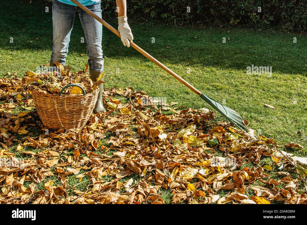 Persona rastrellando foglie cadute nel Garden.Girl tenendo un rastrello e la pulizia prato dalle foglie durante l'autunno season.Girl in piedi con rastrello. Autunnale Foto Stock