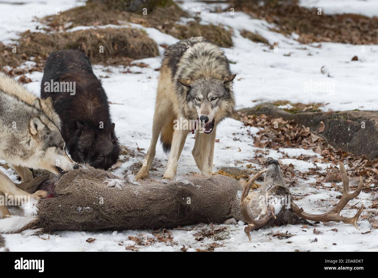 Lupo grigio (Canis lupus) Chews su pezzetti di carne della carcassa del cervo invernale - animali in cattività Foto Stock