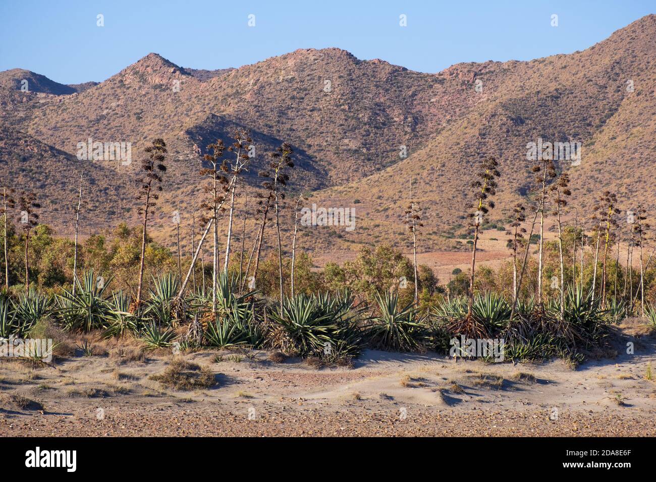 Agave piante e fiori nel deserto, questa pianta cresce in climi secchi. Paesaggio mediterraneo a Cabo de gata, Almería, Andalusia, Spagna Foto Stock