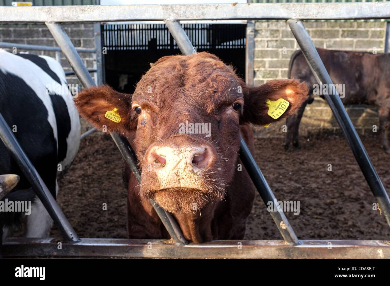 Mucca che indossa le etichette nelle orecchie in piedi con la testa tra le barre della stazione di alimentazione con altri bovini che guardano direttamente nella macchina fotografica. Fattoria Yard Devon, Inghilterra. Foto Stock