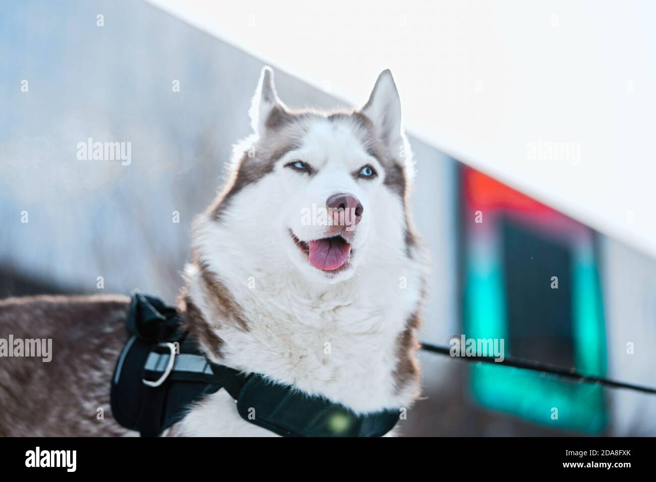 Divertente Husky Dog con occhi blu e Funny Grin Walking nel moderno parco contemporaneo durante il giorno d'inverno. Vita dopo la mensola. Foto Stock