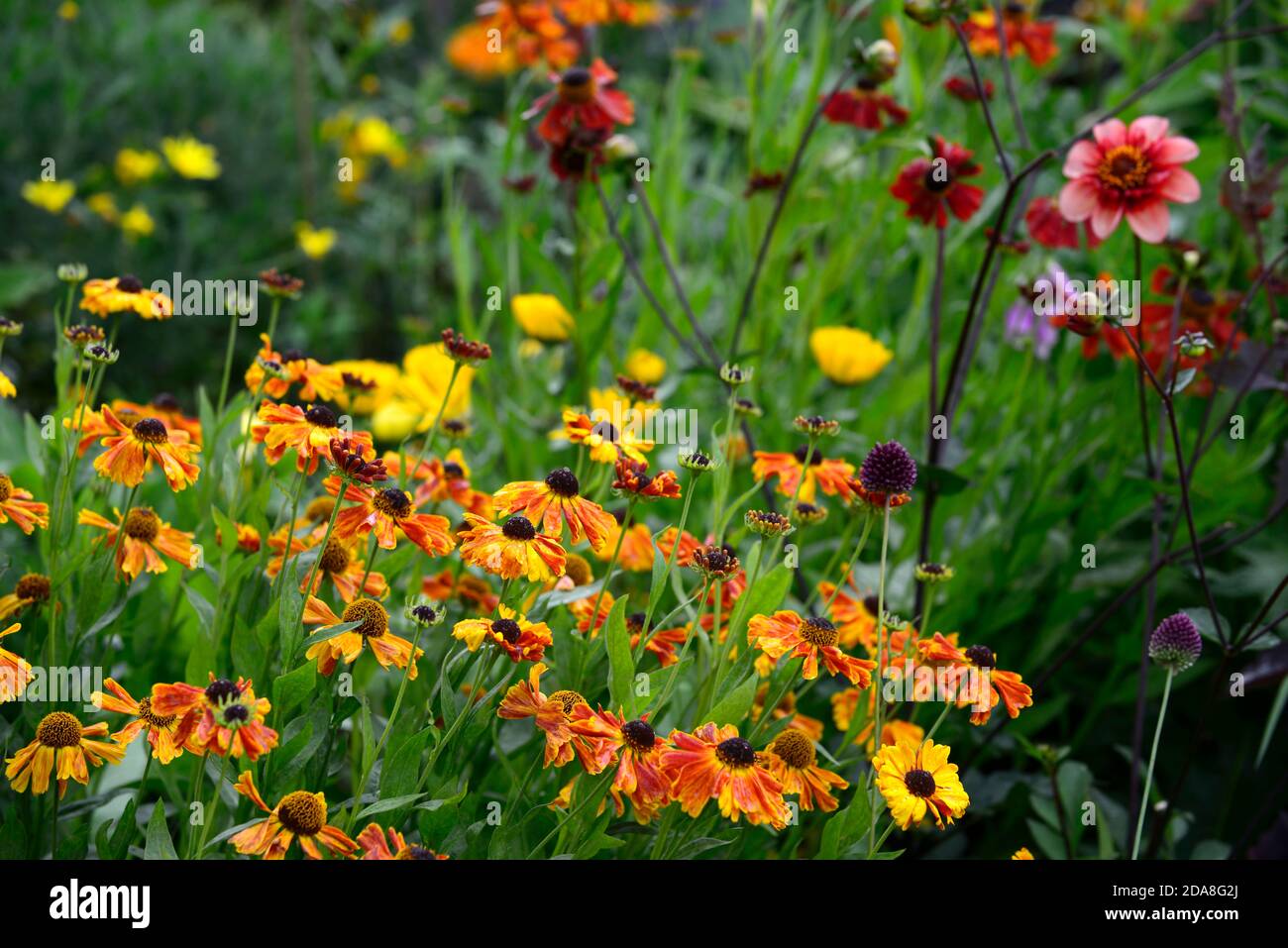 Helenium Moerheim Beauty,helieniums, fiore rosso arancio,Sneezeweed,fiore,perenne,fiori,fioritura,RM Floral Foto Stock