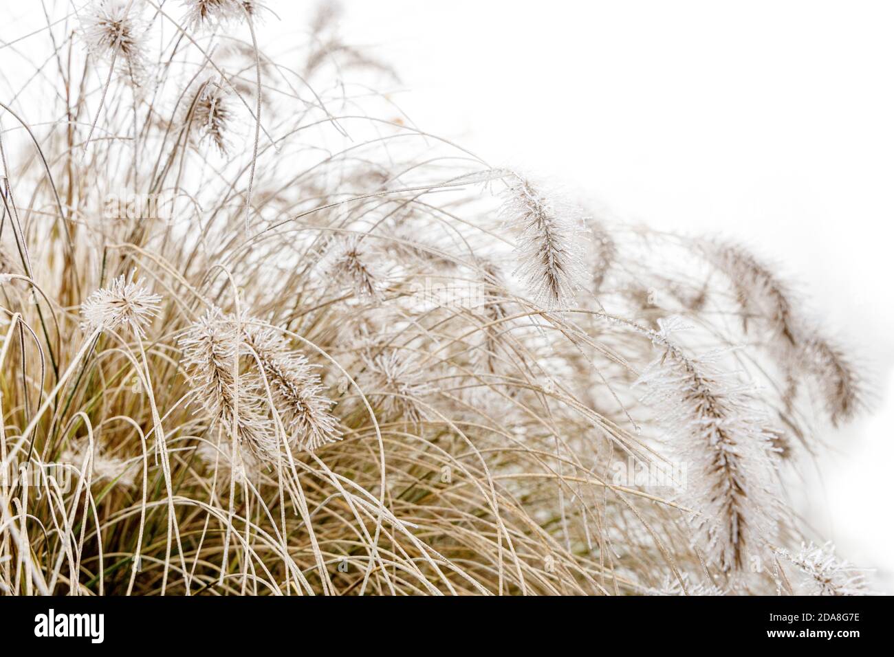 Erba fontana surgelata con semi a fuoco durante l'inverno, cannucce singole di gras surgelate e ghiacciate su uno sfondo bianco e luminoso. Foto Stock