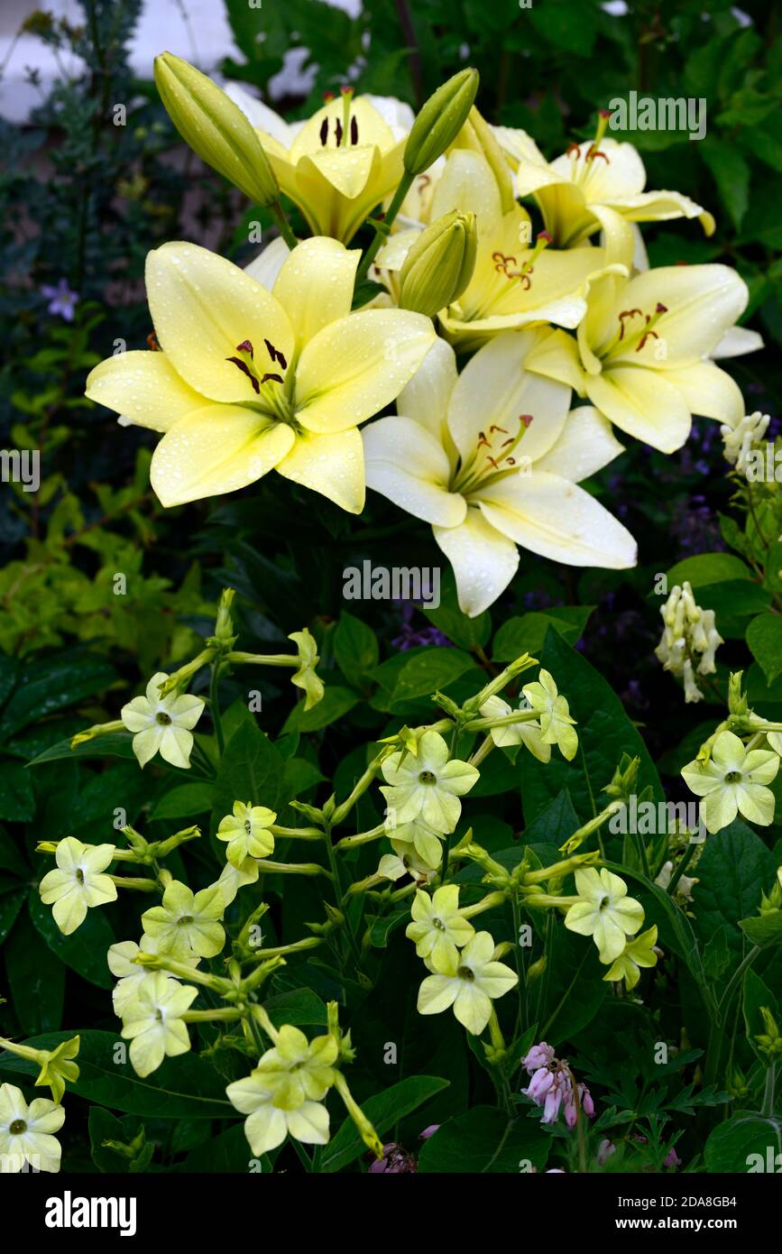 Lily Trebbiano,Lilium Trebbiano,Nicotonia Lime Green,crema fiori bianchi,tiglio fiori verdi,fioritura,bulbi perenni,annuali,RM floreale Foto Stock
