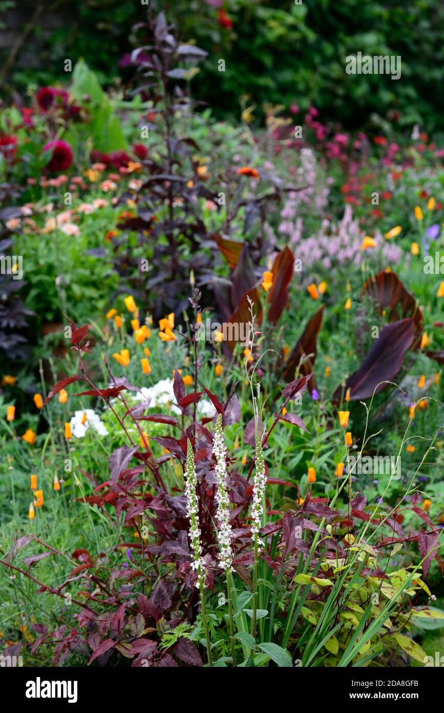 Persicaria,lupino,verbascum,veronicastrum,canna,ricinus,mix,regime di piantagione mista,letto,letti,bordi,RM Floral Foto Stock