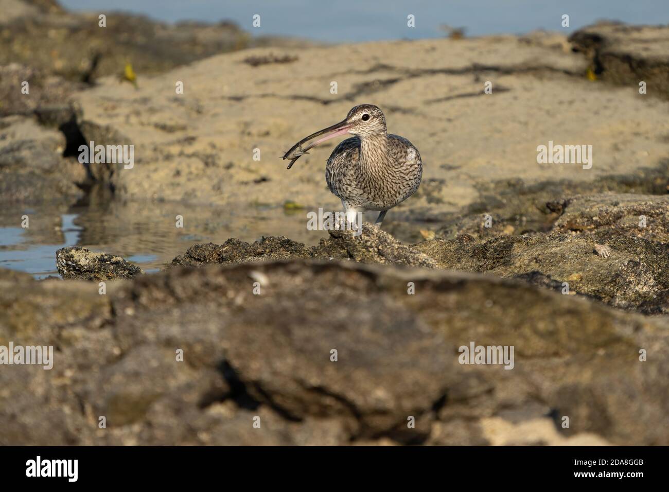 Curlew eurasiatico sulla costa del Qatar Foto Stock