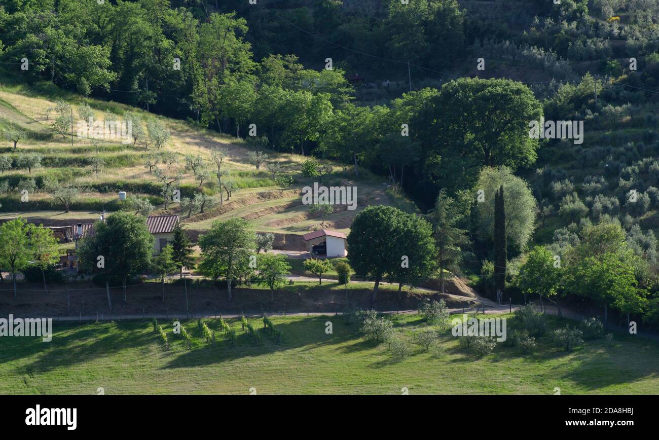 Vista tipica della campagna toscana vicino alla città di Arezzo, con un agriturismo, i campi coltivati circostanti e gli uliveti Foto Stock