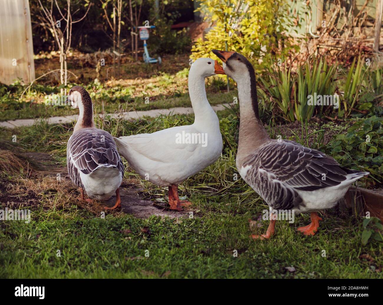 Tre oche in giardino, una bianca, due grigie Foto Stock