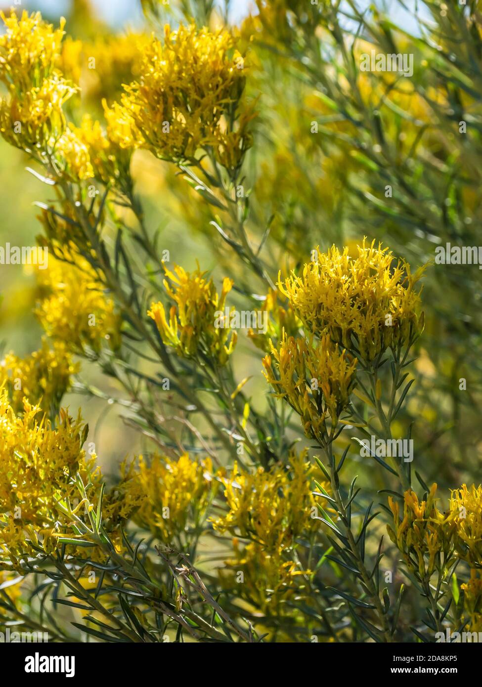 Fiori di Rabbitbrush, Mancos state Park, Mancos, Colorado. Foto Stock