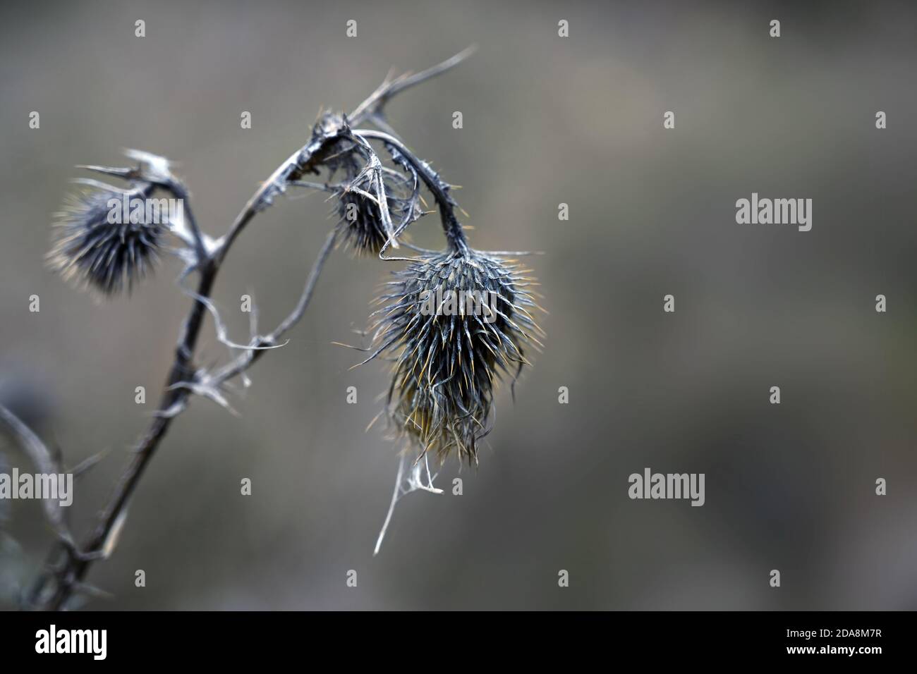 Fiori di cardo grigio con punte gialle su uno sfondo sfocato, natura wabi sabi concetto, simbolo di perseveranza e di transizione in aut Foto Stock