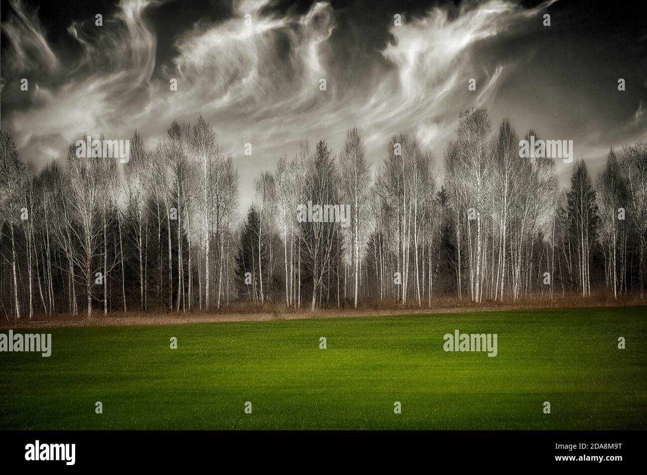 ARTE FOTOGRAFICA: Il verde, l'erba verde Foto Stock