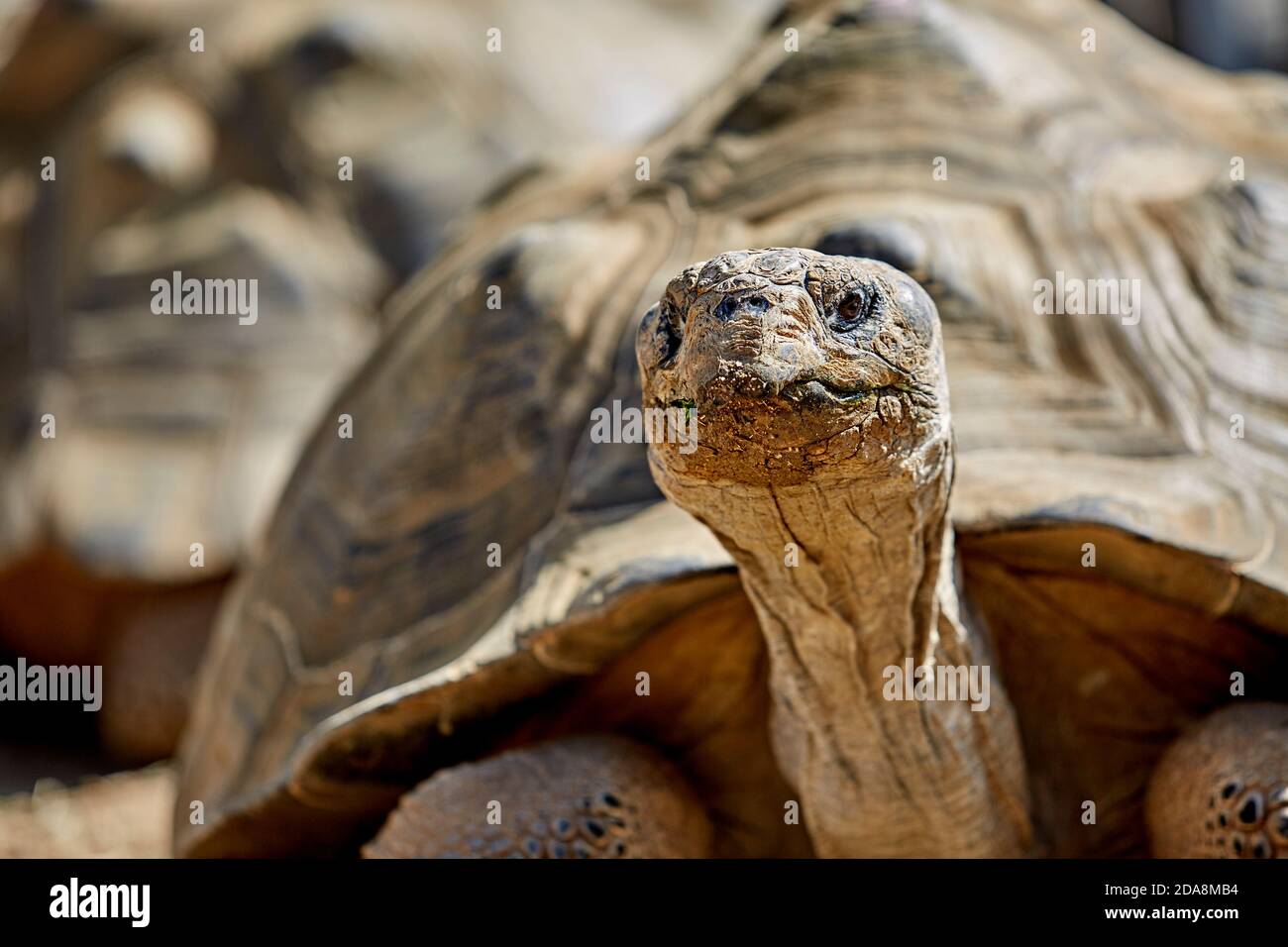 Primo piano di una gigantesca tartaruga galapagos con testa in su e guardando verso la telecamera con profondità di campo bassa Foto Stock