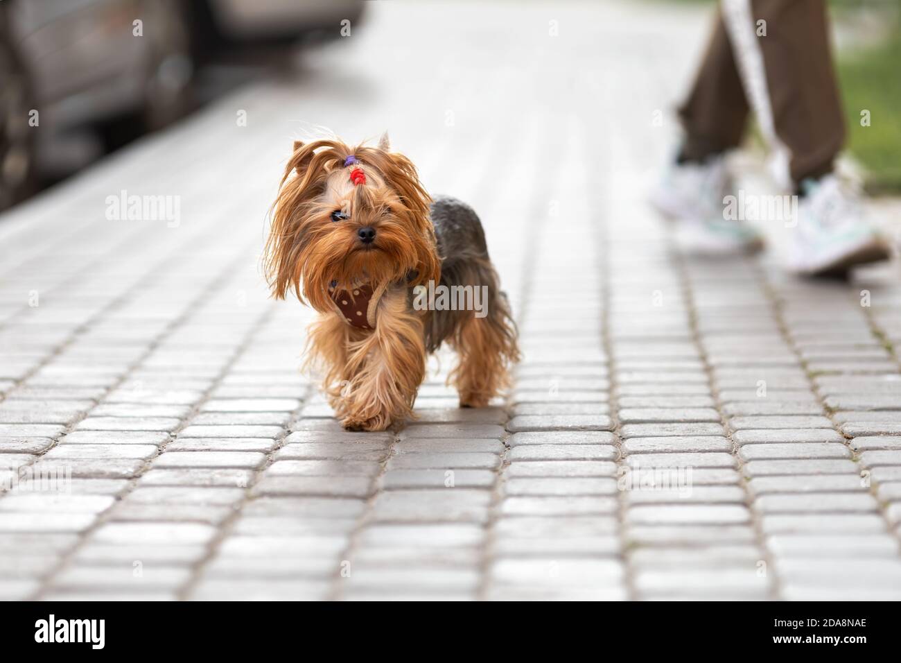 Piccolo cane del terrier dello yorkshire che cammina sulla strada della città Foto Stock