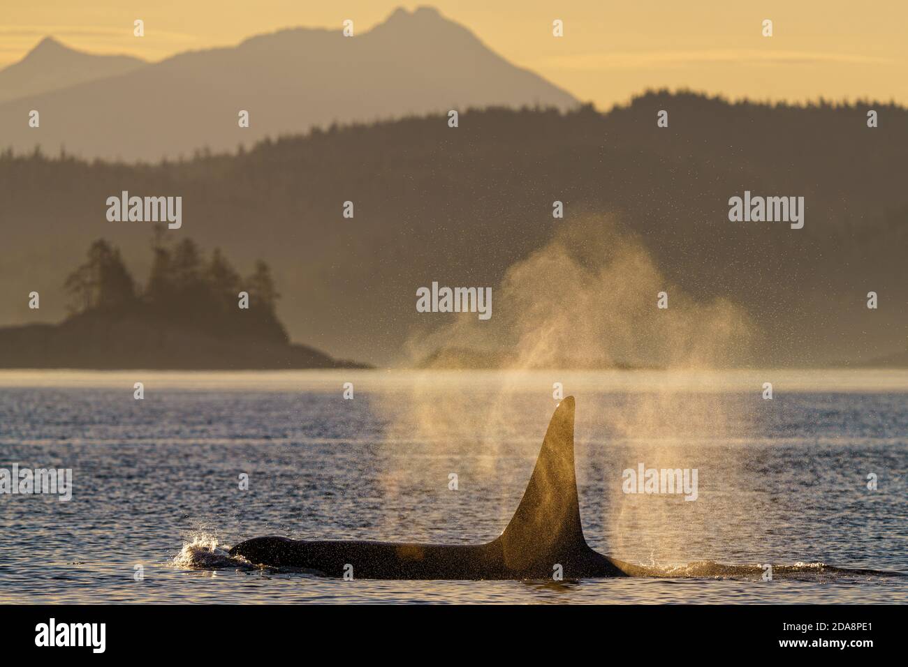 Male orca (Orca) al largo della costa della Columbia Britannica, Great Bear Rainforest, British Columbia, Canada Foto Stock