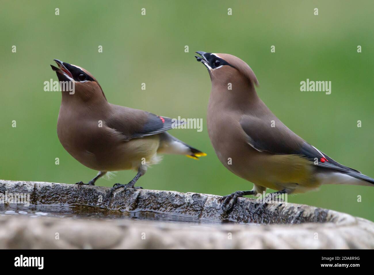 Due colorati uccelli di cedro waxwing da un bagno di uccelli con un morbido sfondo verde. Foto Stock