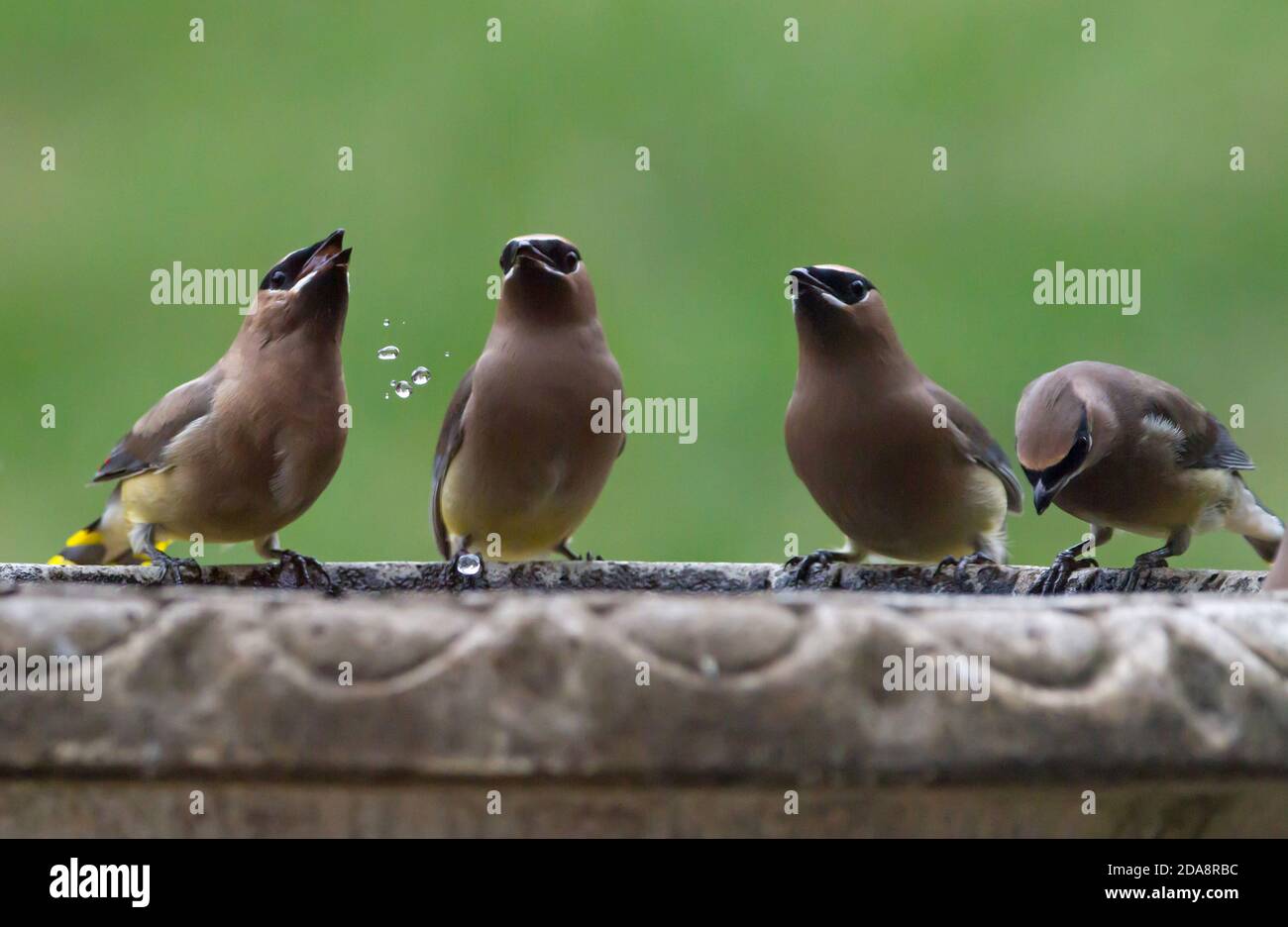 Quattro uccelli di cedro waxwing bevono da un bagno di nascita con uno sfondo verde morbido. Foto Stock