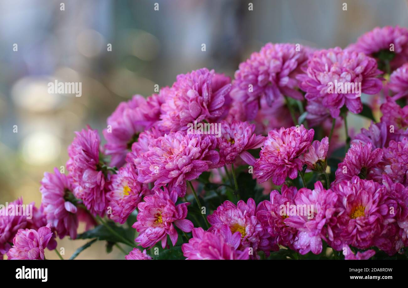 Fiori viola in giardino Foto Stock