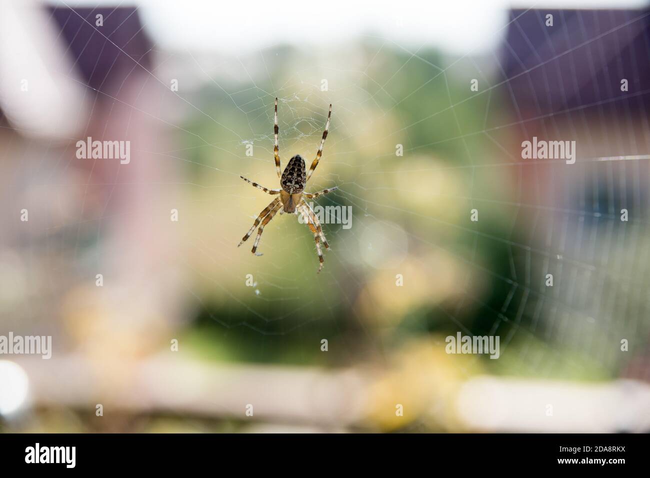 Araneus quadratus ragno in Polonia. 14 Settembre 2020 © Wojciech Strozyk / Alamy Stock Photo Foto Stock