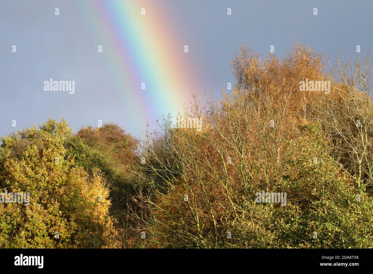 un fenomeno meteorologico chiamato arcobaleno, con alberi autunnali in primo piano sparati in paesaggio Foto Stock