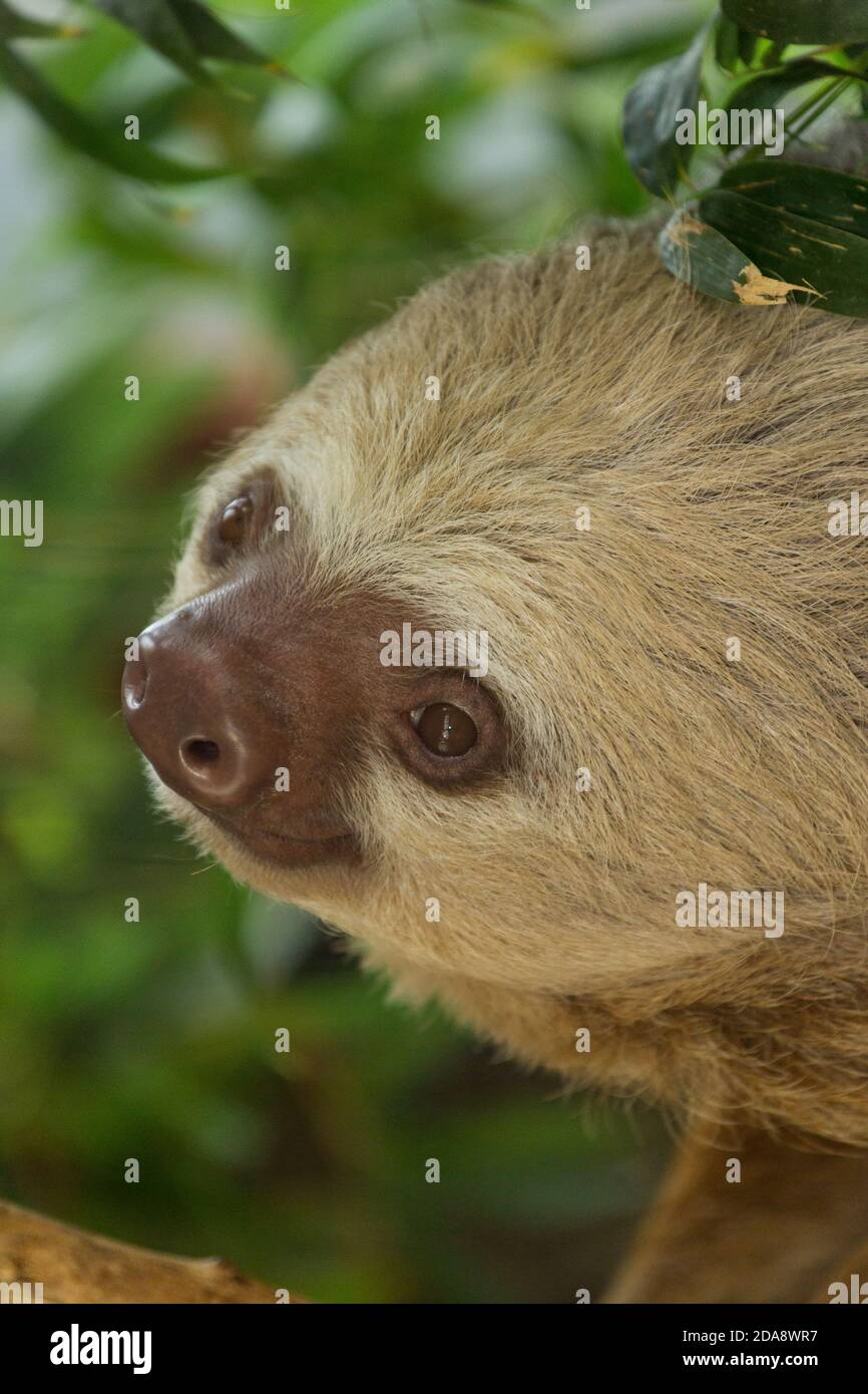 Hoffman's Two-Toed Sloth vive in alberi nella foresta pluviale dell'America Centrale e del Sud. Foto Stock