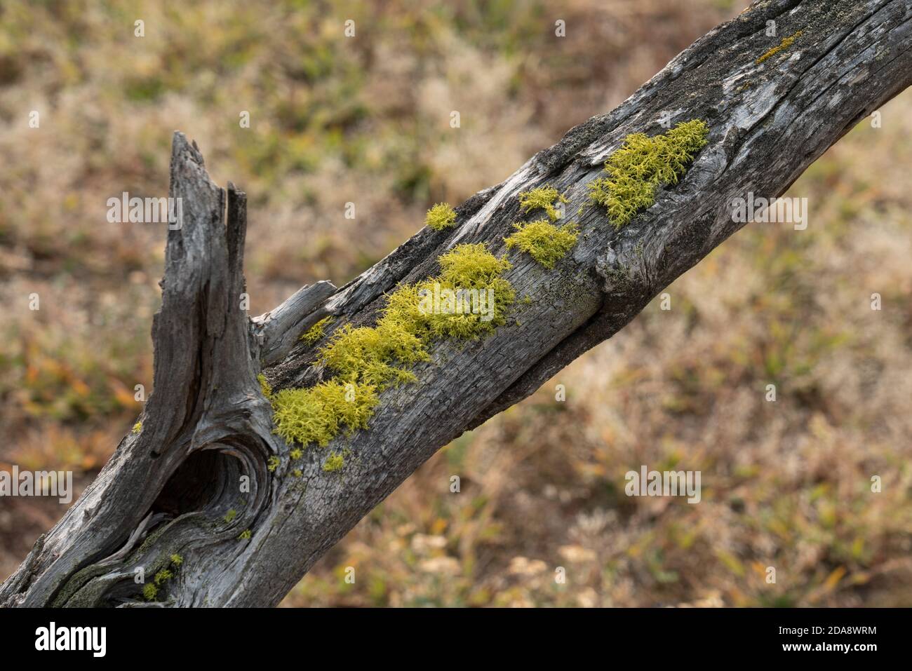 Bacino del Lower Geyser nel parco nazionale di Yellowstone, Wyoming, Stati Uniti. Foto Stock