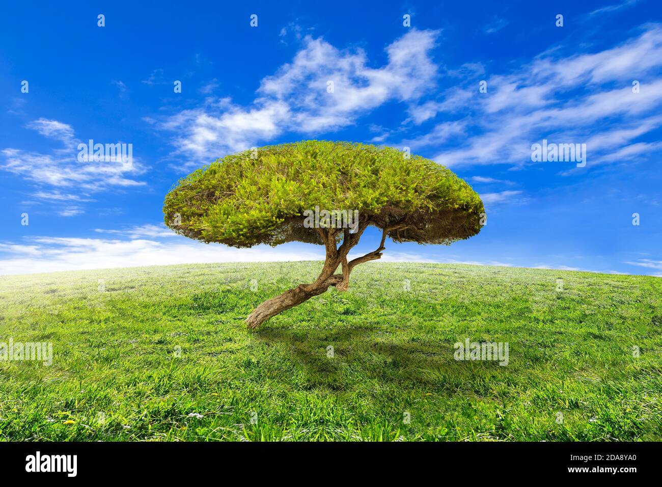 Albero natura verde erba natura Foto Stock