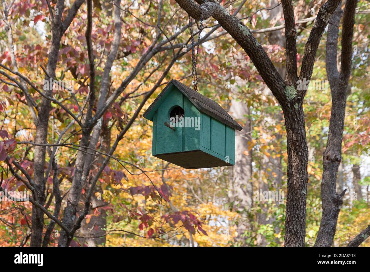 Coloratissima casa di uccelli in legno verde/teal fatta a mano appesa al ramo dell'albero durante la stagione autunnale. Foto Stock