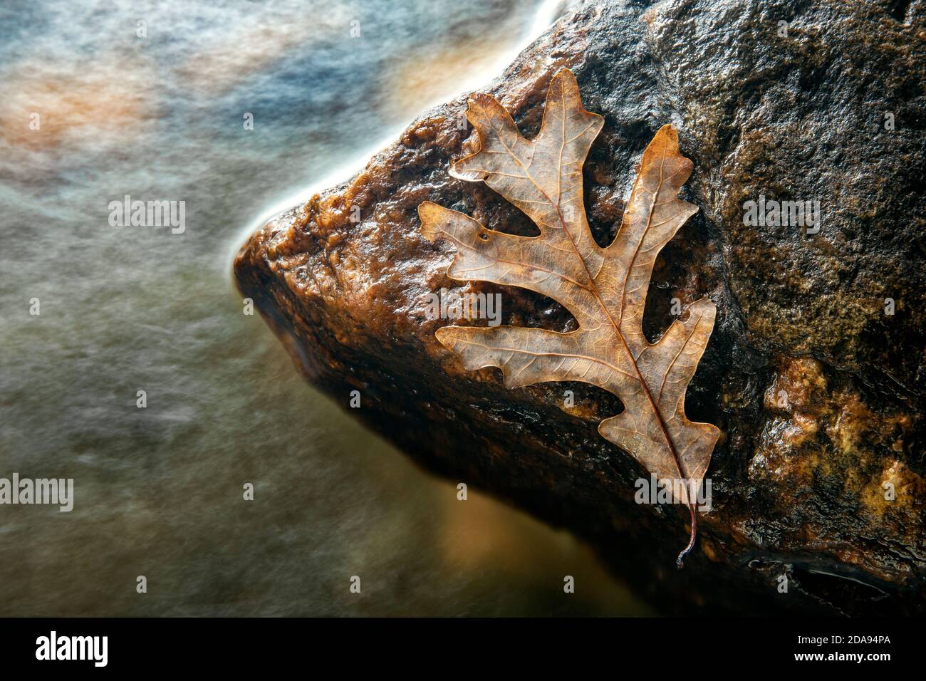 Foglie di quercia caduto isolato sulla roccia dal fiume - Pisgah National Forest, vicino a Brevard, Carolina del Nord, Stati Uniti Foto Stock