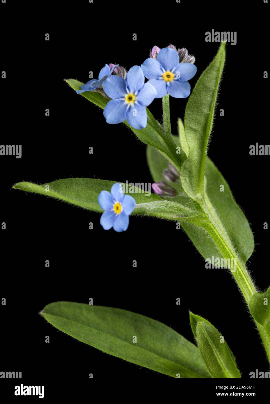 Fiore blu di dimenticare-me-non, lat. Myosotis arvensis, isolato su sfondo nero Foto Stock