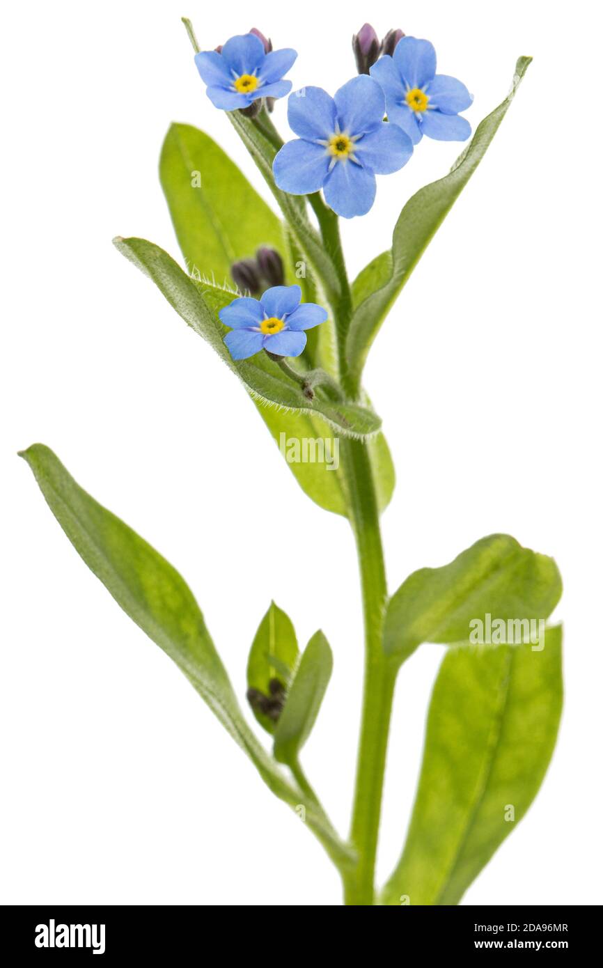 Fiore blu di dimenticare-me-non, lat. Myosotis arvensis, isolato su sfondo bianco Foto Stock
