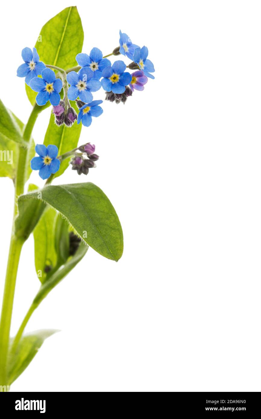 Fiore blu di dimenticare-me-non, lat. Myosotis arvensis, isolato su sfondo bianco Foto Stock