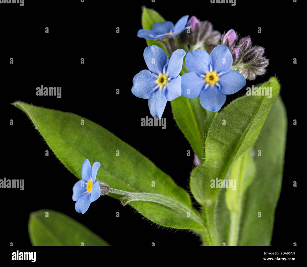 Fiore blu di dimenticare-me-non, lat. Myosotis arvensis, isolato su sfondo nero Foto Stock