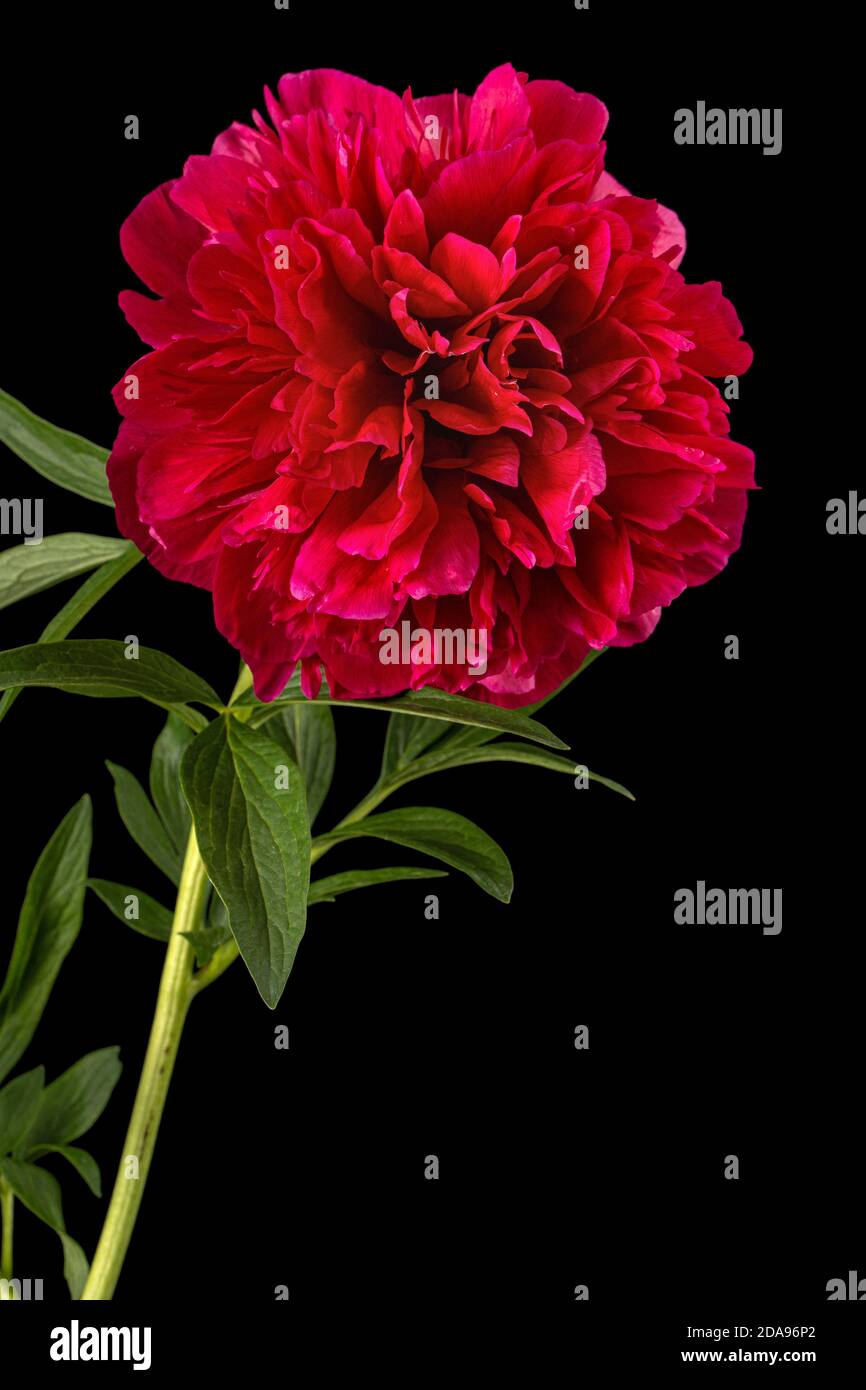 Fiore rosso di pony, isolato su sfondo nero Foto Stock