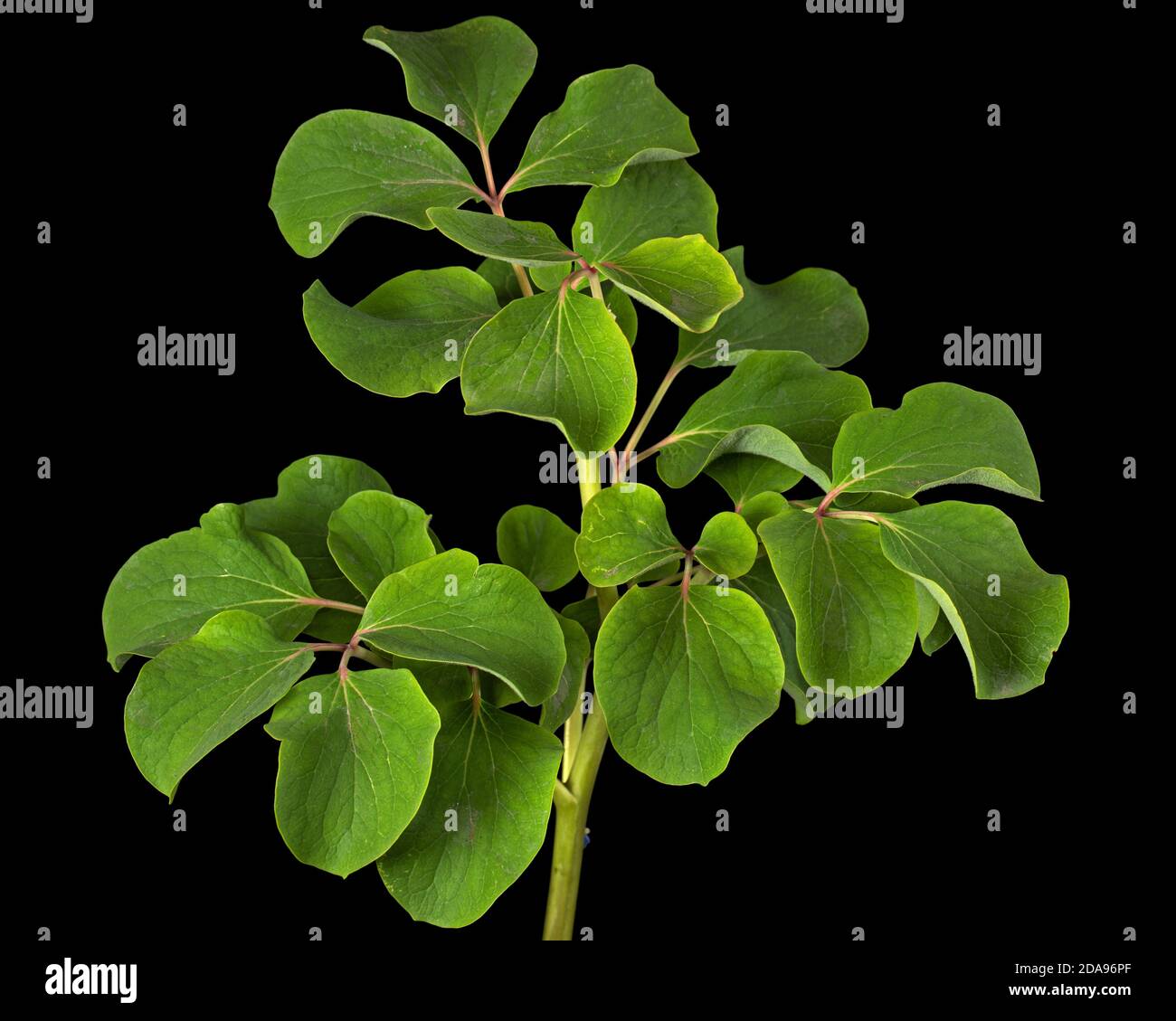 Verde foglie fiore di pony, isolato su sfondo nero Foto Stock