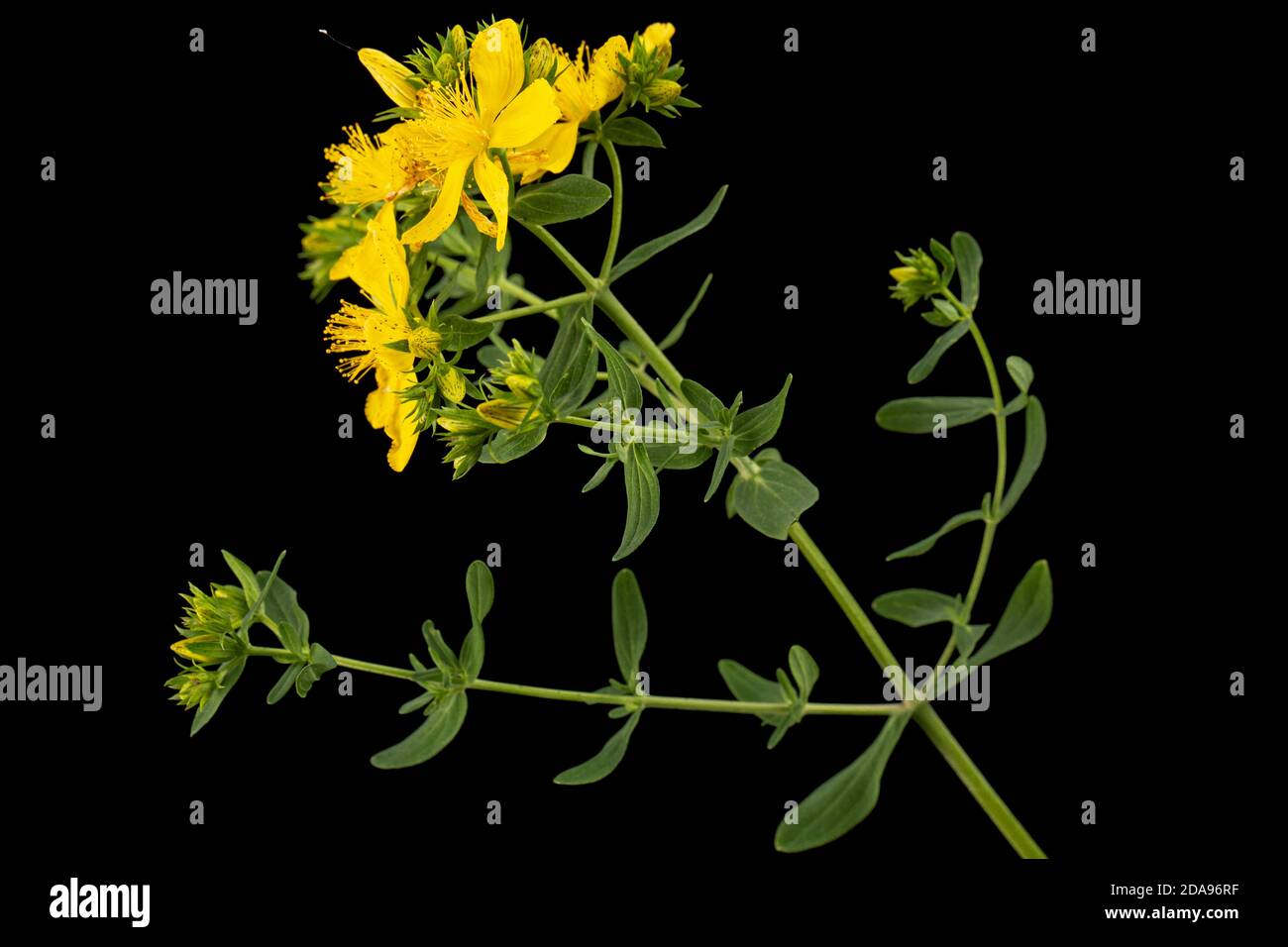 Infiorescenza di fiori gialli di Hypericum, isolati su sfondo nero Foto Stock