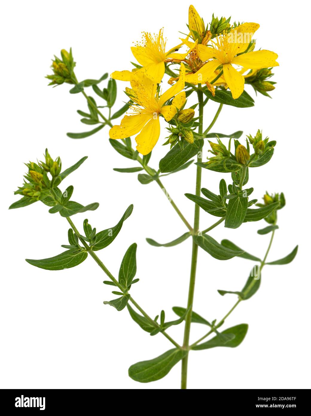 Infiorescenza di fiori gialli di Hypericum, isolati su sfondo bianco Foto Stock