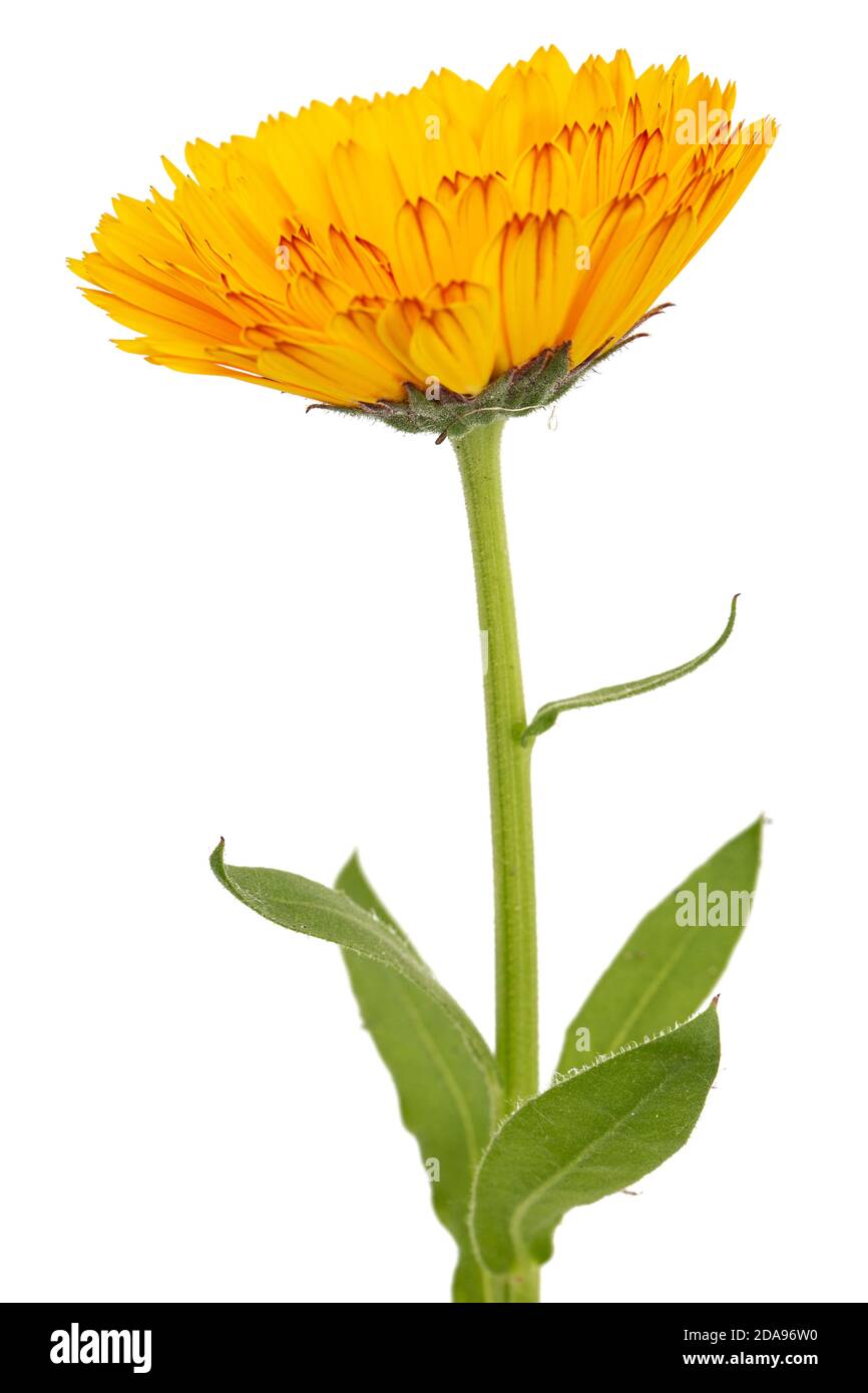 Fiore arancione di calendula, isolato su sfondo bianco Foto Stock