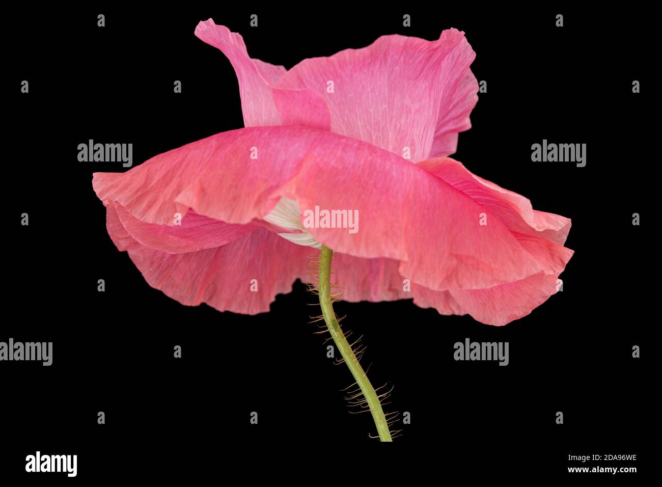 Fiore di papavero di rosa, lat. Papaver, isolato su sfondo nero Foto Stock