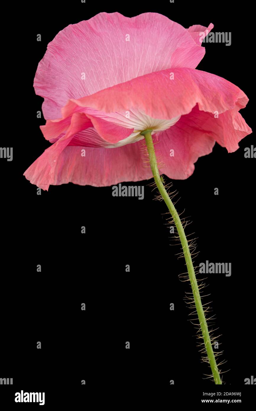 Fiore di papavero di rosa, lat. Papaver, isolato su sfondo nero Foto Stock