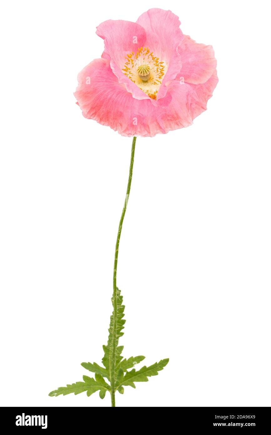 Fiore di rose papavero, lat. Papaver, isolati su sfondo bianco Foto Stock