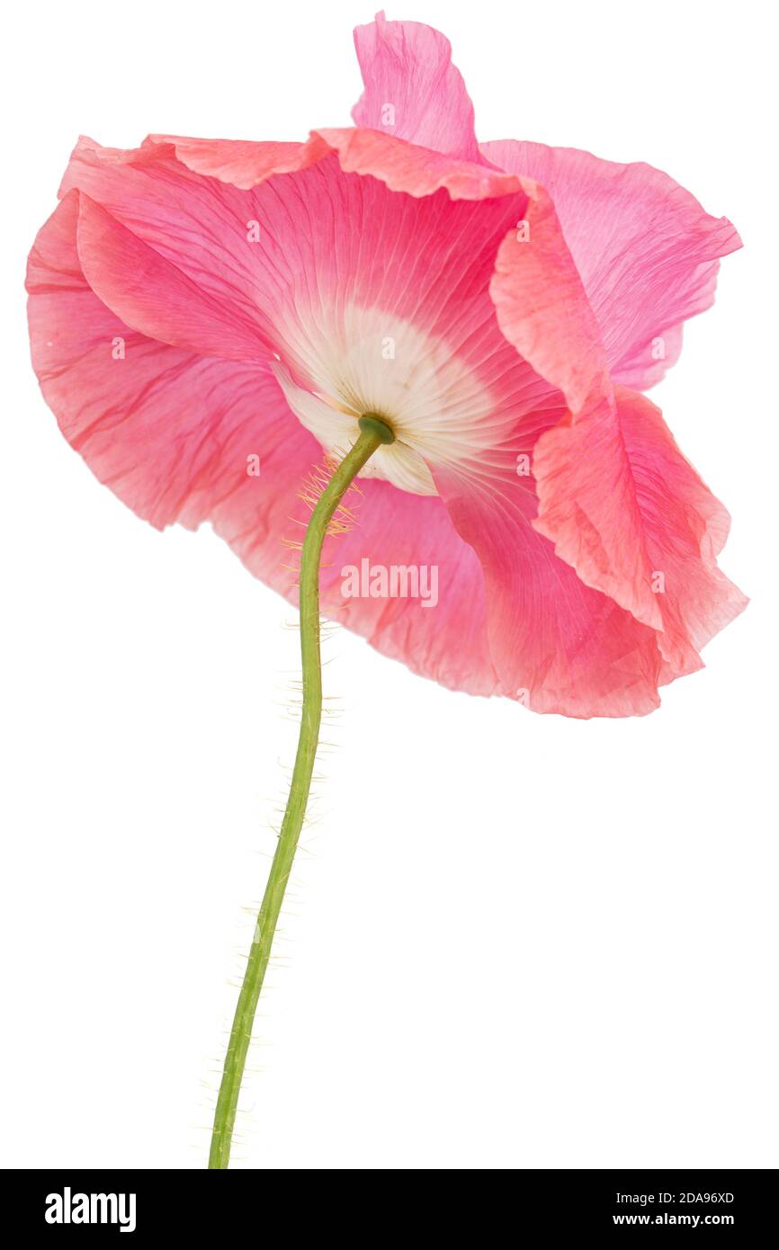 Fiore di rose papavero, lat. Papaver, isolati su sfondo bianco Foto Stock