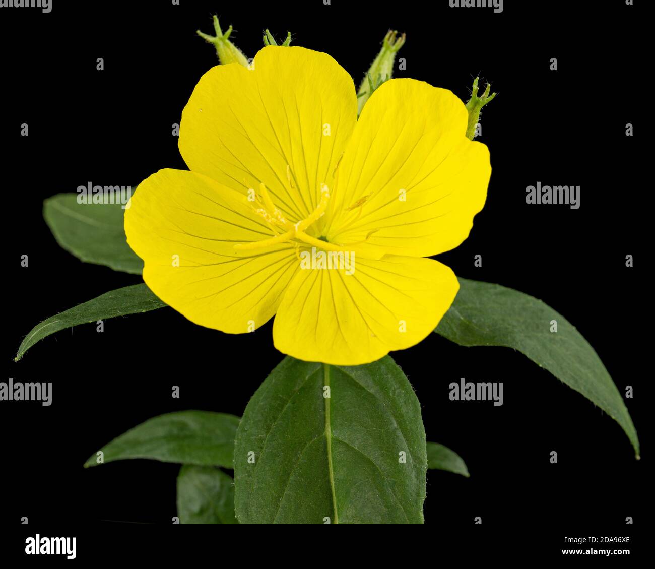 Fiore di giallo sera Primrose, lat. Enotera, isolato su sfondo nero Foto Stock