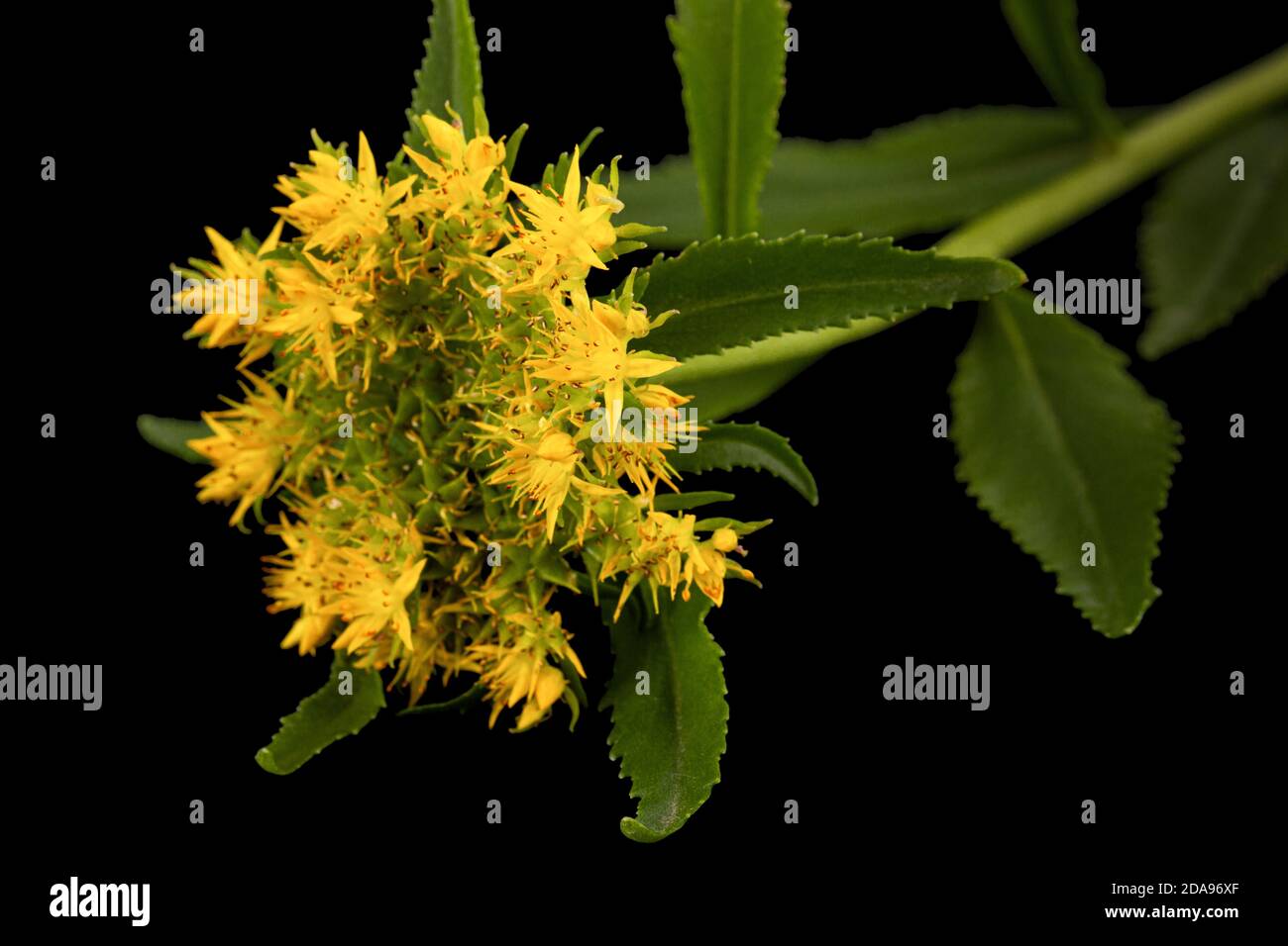 Fiori gialli di rosea di rhodiola, isolati su sfondo nero Foto Stock