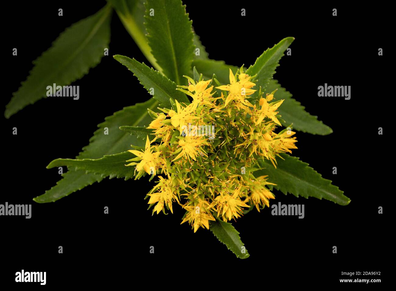 Fiori gialli di rosea di rhodiola, isolati su sfondo nero Foto Stock