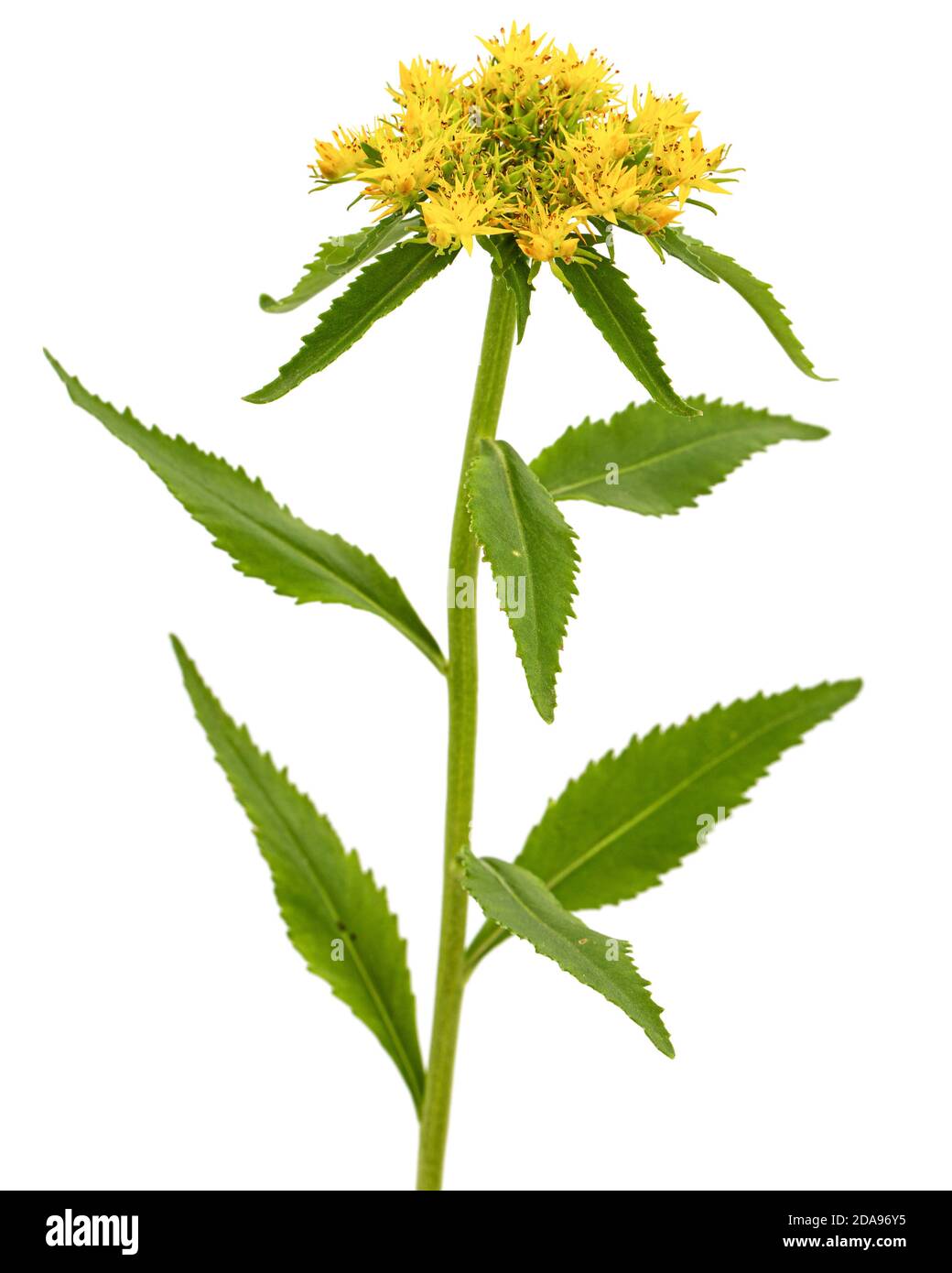 Fiori gialli di rosea di rhodiola, isolati su sfondo bianco Foto Stock