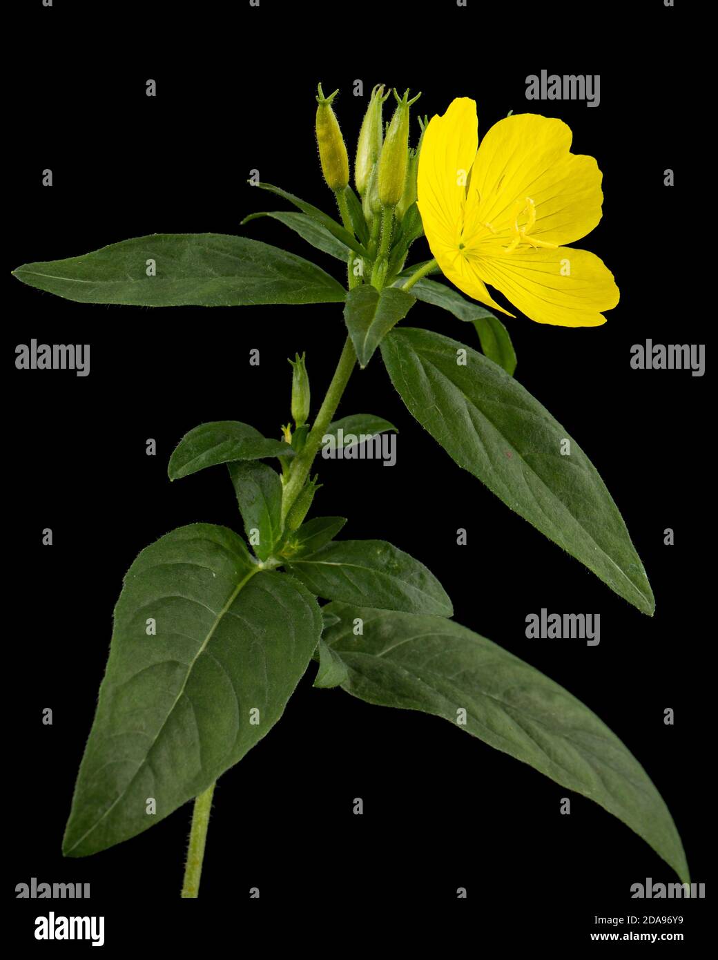 Fiore di giallo sera Primrose, lat. Enotera, isolato su sfondo nero Foto Stock