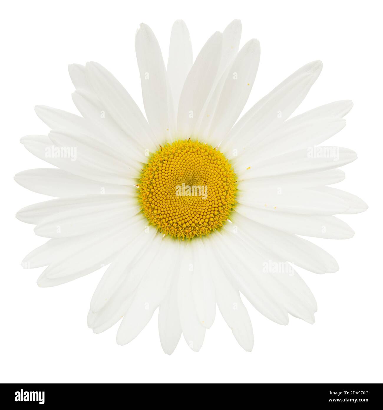 Fiore bianco di camomilla, lat. Matricaria, isolata su sfondo bianco Foto Stock